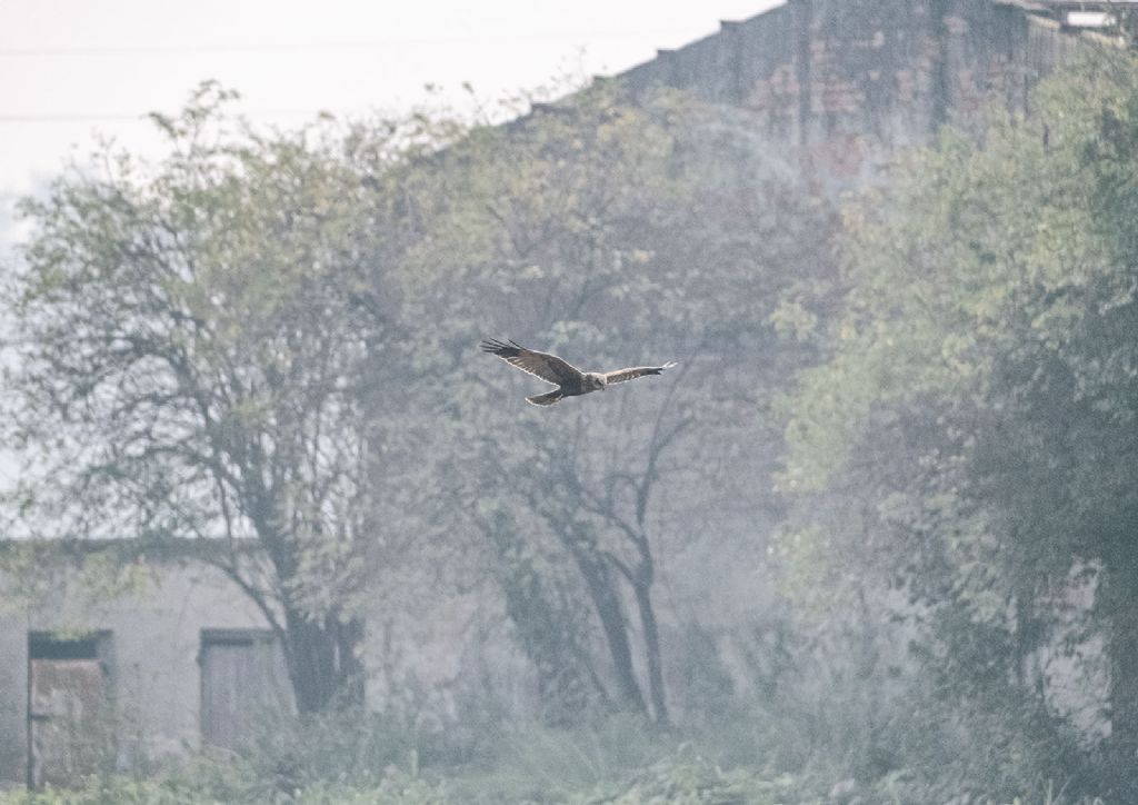 Falco di palude (Circus aeruginosus)